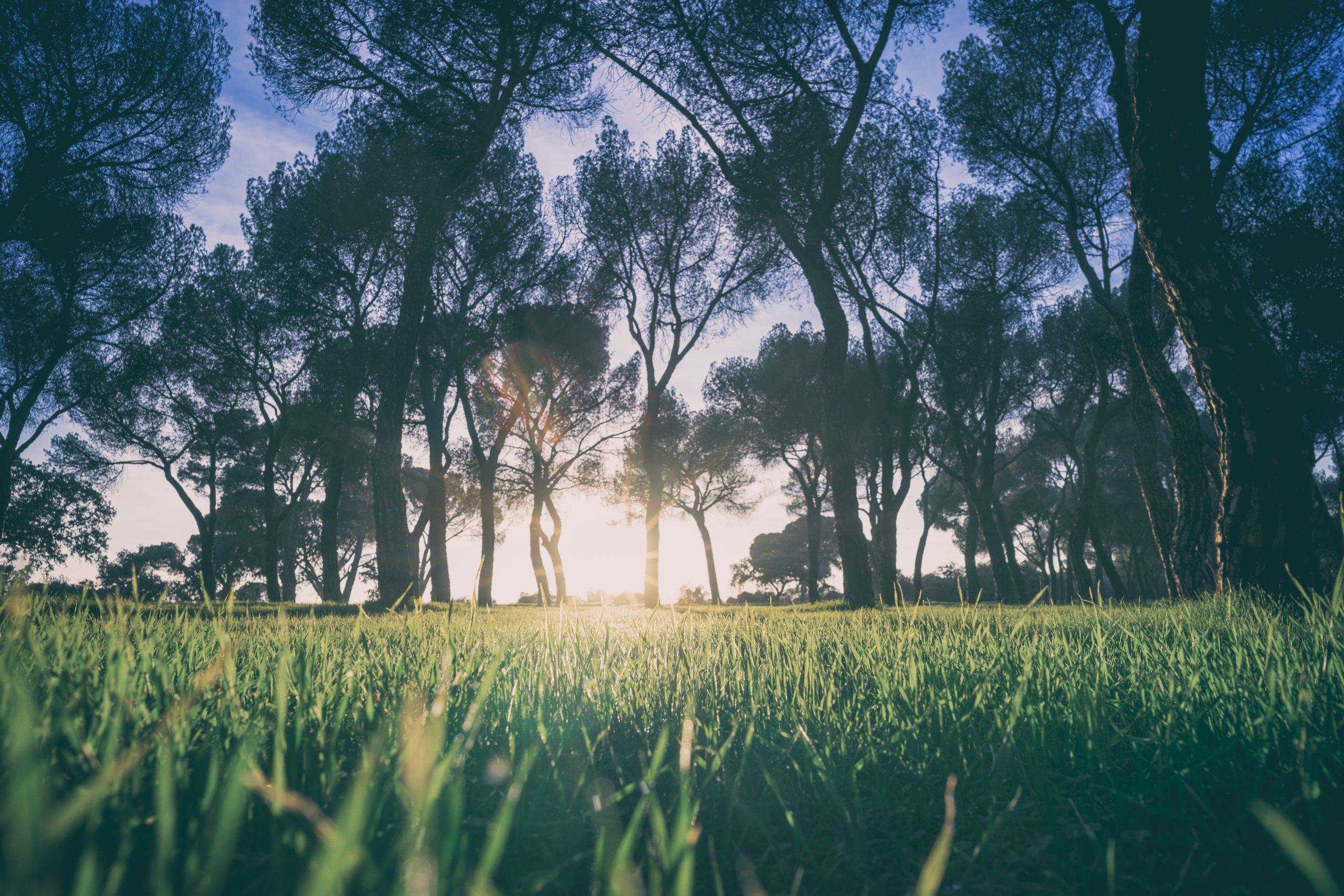 image d''une foret traversée par des rayons du soleil