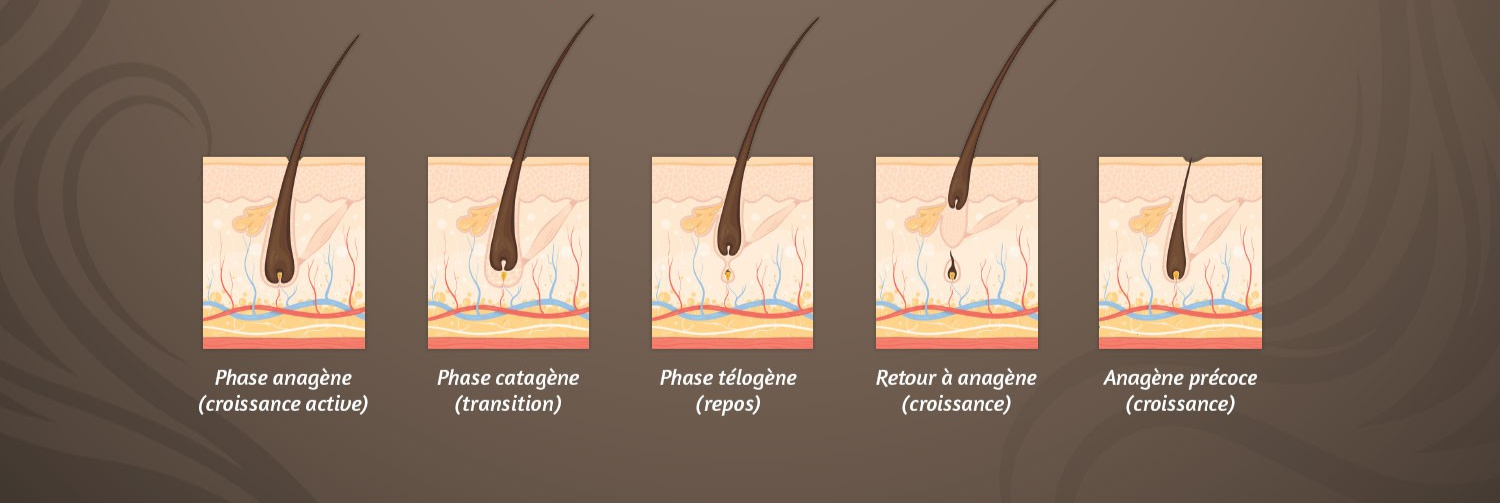 Schéma anatomique des trois phases de croissance du cheveux